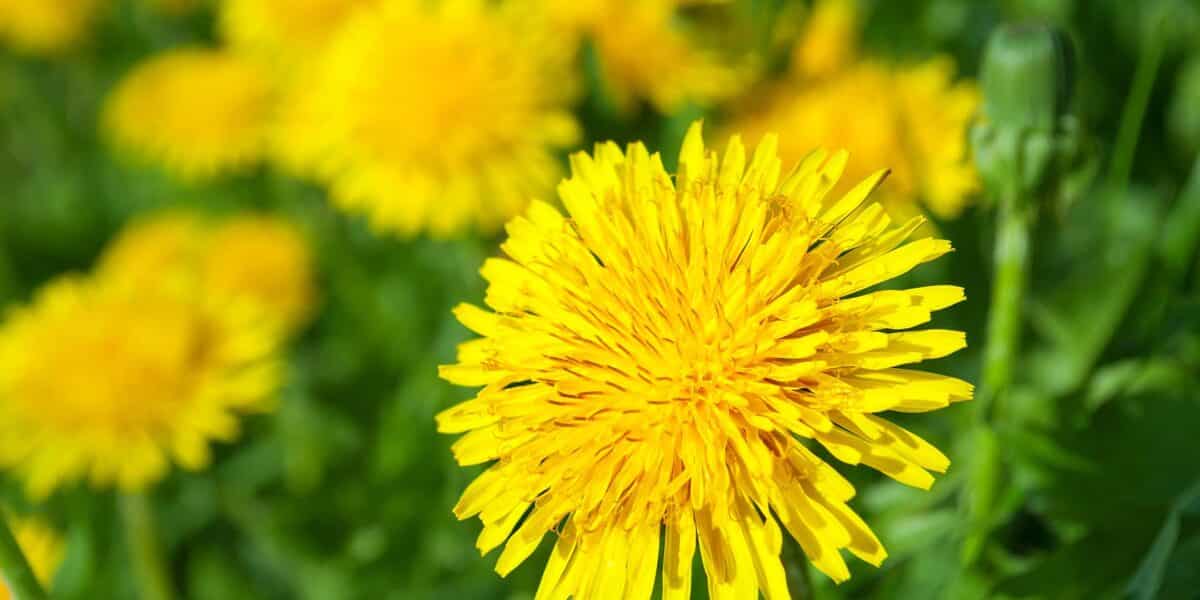 Plant Medicine: Dandelion – Old Time Spring Tonic Class