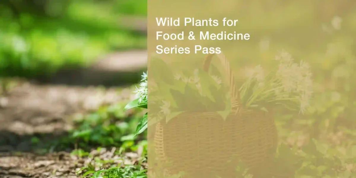 Wild Plants for Food & Medicine: Full Beginner Series Pass