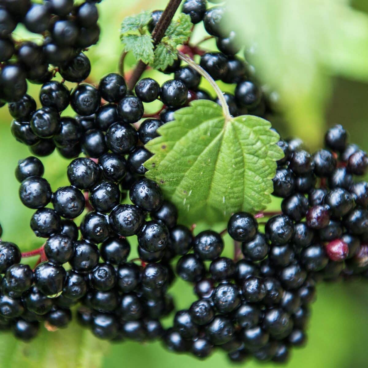 Elderberry Workshop – August 1