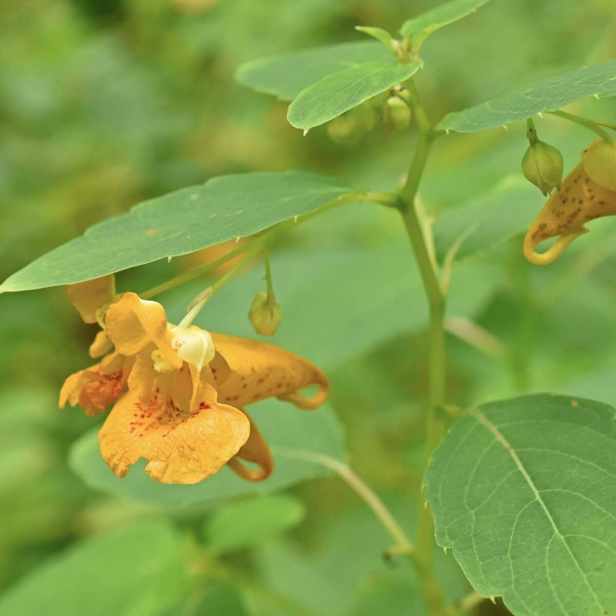 Morning Kitchen Apothecary: Jewelweed – August 8, 2026